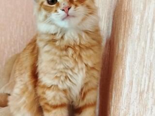 Продам сибирских котят