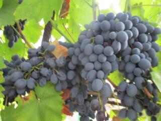 Продам шикарный виноград с арки Молдова
