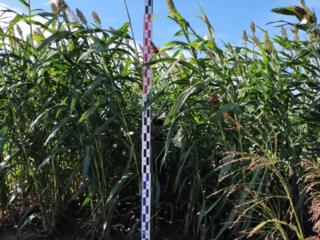 Работа для пенсионера