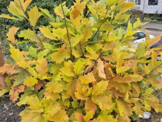 Se vinde casa in raionul Drochia satul Sofia