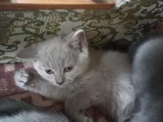 Продам котят британской породы