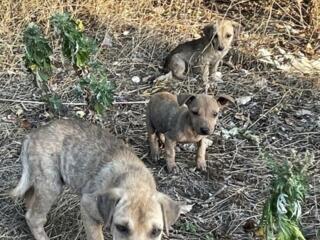 В добрые руки или на передержку для лечения