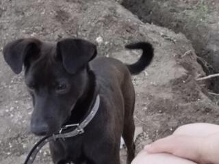 Пропала собака!