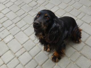 Чистокровный кокер-спаниель для вязки