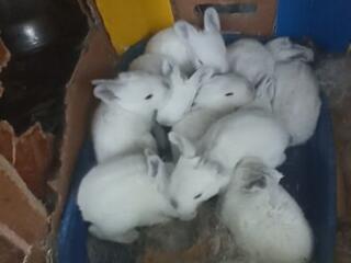 Продаются Кролики разных пород