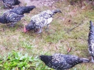 Декоративные курочки