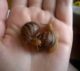 Улитки Ахатины