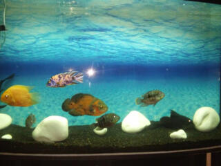 Аквариум большой с тумбой 260 литров