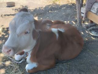 Продам тёлочку