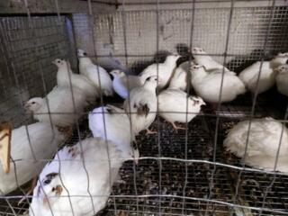 Продам перепелов