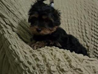 Продаются Йорки мальчики