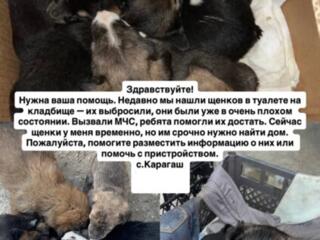 Щенки в добрые руки