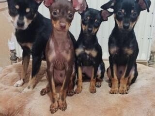 Щенок русского той терьера ждет своего хозяина.