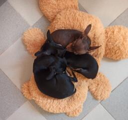 Щенки русского той терьера ждут своего хозяина