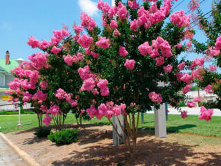 Лагерстремия. Цвет: розовый. Индийский сирень. 150 лей саженец.