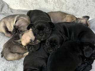 Французский бульдог