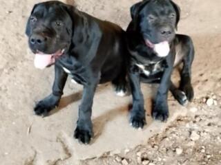 Породистые щенки Кани корсо