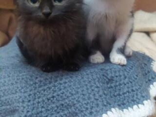 Малыши ищут своих мам-пап