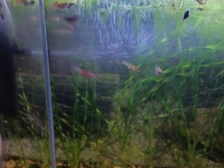 Продам рыбок гуппи