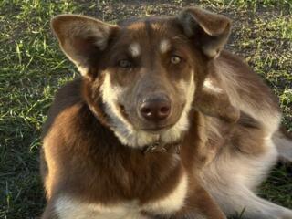 Отдам в хорошие руки кабеля щенок