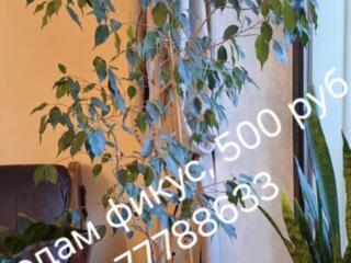 Продам комнатные растения