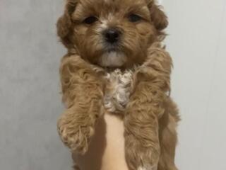 Мальтипу Ф1 VIP