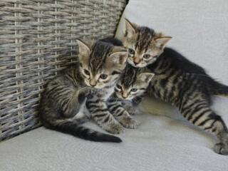 Отдам котят в добрые руки