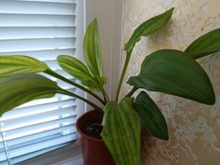 Бендеры. Продам алоэ, дремиопсис. по 50 руб.