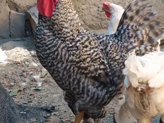 Продам Молодых петухов