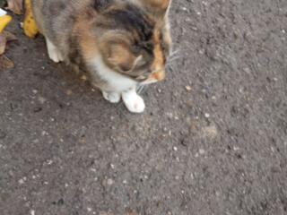 Отдам в хорошие руки трехцветную кошечку