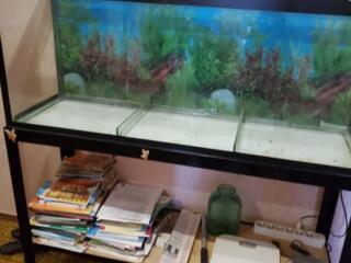 Аквариум. 150 у. е.