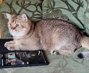 Кот, Том приглашает на вязку!