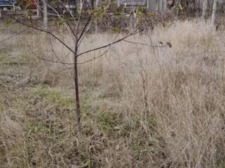 Продам земельный участок 6 соток земли. Находится в селе Кошары ...