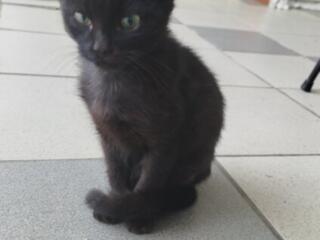 Котенок в добрые руки