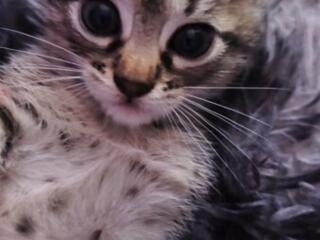 Отдам котят в хорошие руки