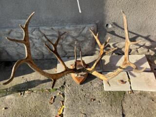 Продам рога оленя.