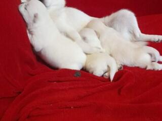 Щенки породы чихуахуа.