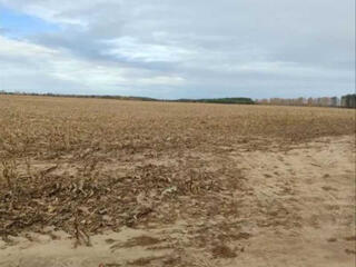 продаж ділянка сільськогосподарського призначення Бучанський, Наливайк