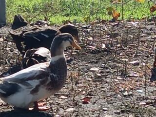 Продам уток