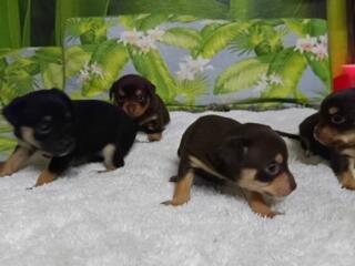 Готовятся к продаже щенки той-терьеров