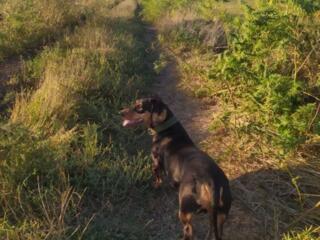 Выгул собак + обучение базовых команд