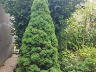 Саженцы декоративных растений хвойных и лиственных пород, 