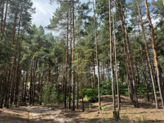 продаж ділянка під житлову забудову Бориспільський, Проців, 88000 $