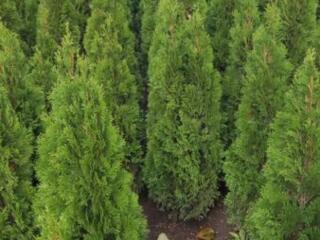 Туя Смарагд