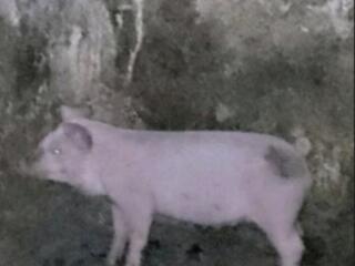 Продам Поросят В Районе Малаешт