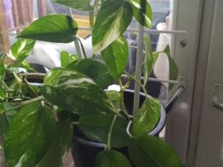 Продам комнатные цветы