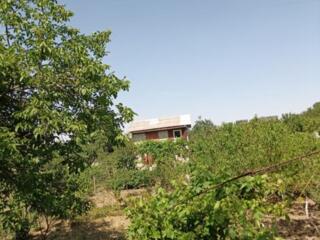 Меренешты! Дачный домик! 25 соток!