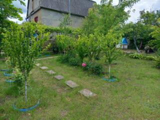 Дача в СОТ "Дружба" с. Никольское 2500 у. е.