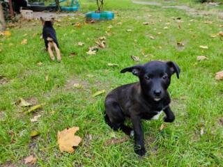 Подарю замечательного щенка!