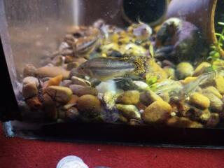 Апистограмма какаду дабл-рэд